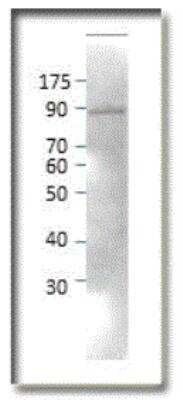 Western Blot: Neurochondrin Peptide [NBP1-50646PEP]