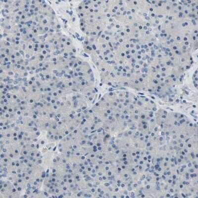 Immunohistochemistry-Paraffin: Neurofascin Antibody [NBP1-81886]