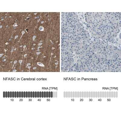 Immunohistochemistry-Paraffin: Neurofascin Antibody [NBP1-81886]