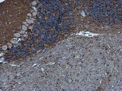 Immunohistochemistry-Paraffin: Neurofascin Antibody [NBP3-13182]