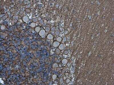 Immunohistochemistry-Paraffin: Neurofascin Antibody [NBP3-13182]