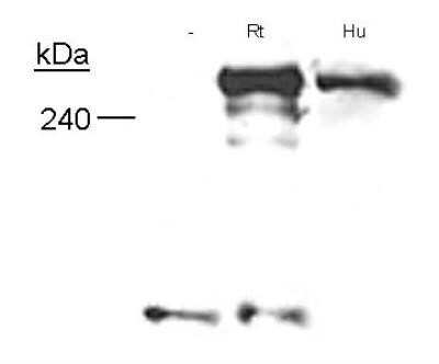 Western Blot: Neurofibromin 1 Antibody (McNFn27a)Azide and BSA Free [NBP2-80870]