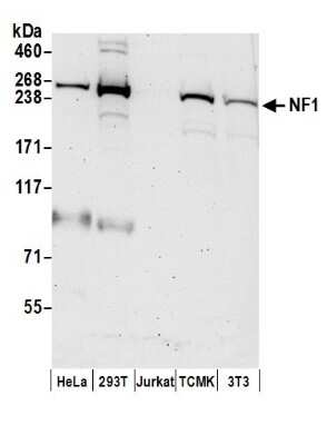 Western Blot: Neurofibromin 1 Antibody [NB100-418]