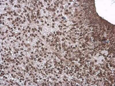 Immunohistochemistry-Paraffin: Neurogenin-1 Antibody [NBP3-13354]
