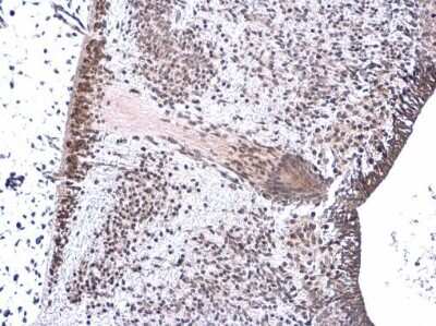 Immunohistochemistry-Paraffin: Neurogenin-1 Antibody [NBP3-13354]