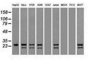 Western Blot: Neurogenin-1 Antibody (OTI3F9)Azide and BSA Free [NBP2-72948]