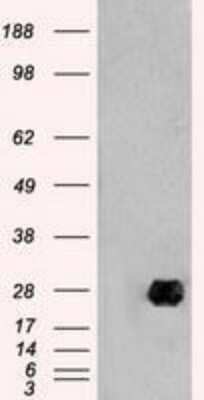 Western Blot: Neurogenin-1 Antibody (OTI3F9)Azide and BSA Free [NBP2-72948]