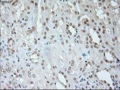 Immunohistochemistry-Paraffin: Neurogenin-1 Antibody (OTI3F9) [NBP1-47871]