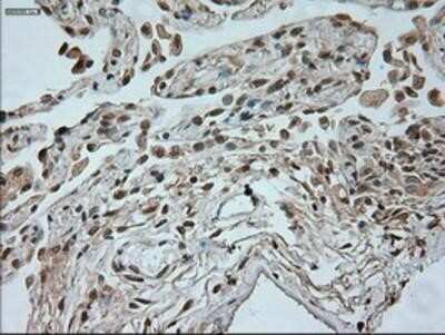 Immunohistochemistry-Paraffin: Neurogenin-1 Antibody (OTI3F9) [NBP1-47871]