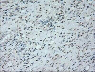 Immunohistochemistry-Paraffin: Neurogenin-1 Antibody (OTI3F9) [NBP1-47871]