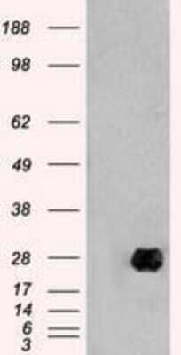 Western Blot: Neurogenin-1 Antibody (OTI3F9) [NBP1-47871]