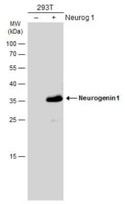 Western Blot: Neurogenin-1 Antibody [NBP3-13354]