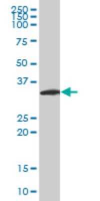 Western Blot: Neurogenin-2 Antibody (2A8) [H00063973-M10]