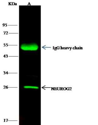 Immunoprecipitation: Neurogenin-2 Antibody [NBP2-98917]
