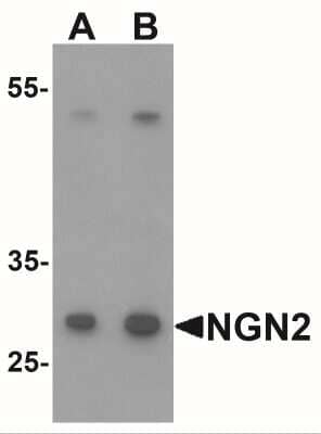 Western Blot: Neurogenin-2 AntibodyBSA Free [NBP2-41195]