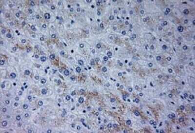 Immunohistochemistry: Neurogenin-3 Antibody (OTI3B5) - Azide and BSA Free [NBP2-72956]
