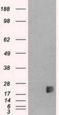 Western Blot: Neurogenin-3 Antibody (OTI3B5)Azide and BSA Free [NBP2-72956]