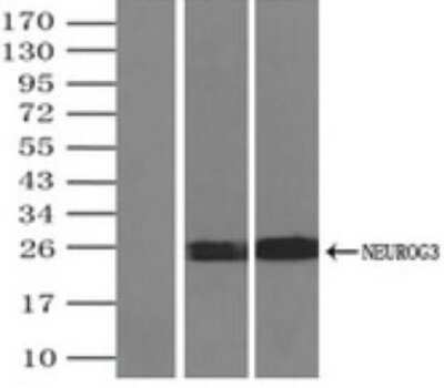 Immunoprecipitation: Neurogenin-3 Antibody (OTI3B5) [NBP1-47878]