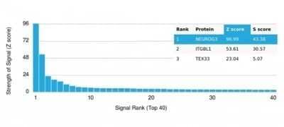 Protein Array: Neurogenin-3 Antibody (PCRP-NEUROG3-1E10) - Azide and BSA Free [NBP3-14029]