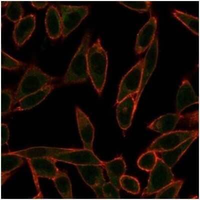 Immunocytochemistry/ Immunofluorescence: Neurogenin-3 Antibody (PCRP-NEUROG3-1E10) [NBP3-13987]