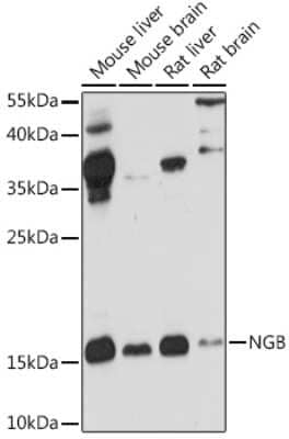 Western Blot: Neuroglobin AntibodyAzide and BSA Free [NBP2-94029]