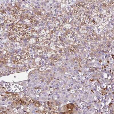 Immunohistochemistry-Paraffin: Neuroglobin Antibody [NBP2-49287]