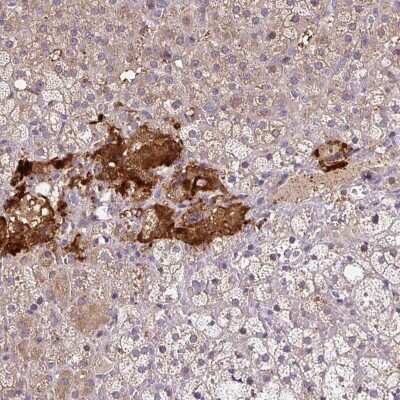 Immunohistochemistry-Paraffin: Neuroglobin Antibody [NBP2-48769]