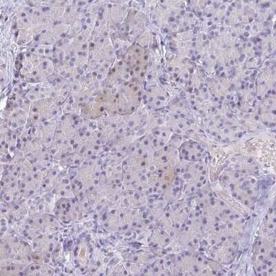 Immunohistochemistry-Paraffin: Neuroglobin Antibody [NBP2-48769]