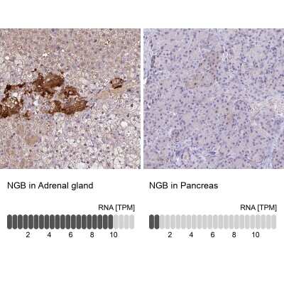 Immunohistochemistry-Paraffin: Neuroglobin Antibody [NBP2-48769]