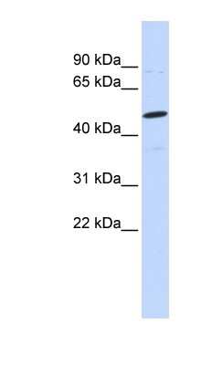 Western Blot: Neuroglycan C/CSPG5 Antibody [NBP1-59341]