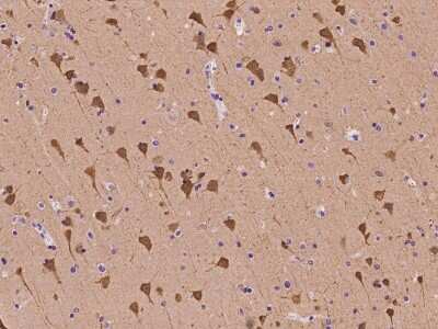 Immunohistochemistry-Paraffin: Neurogranin Antibody [NBP2-97430]