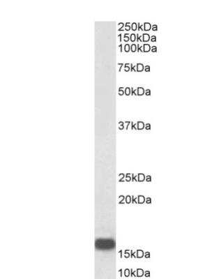 Western Blot: Neurogranin Antibody [NBP2-29349]