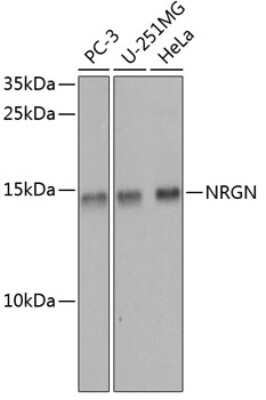 Western Blot: Neurogranin AntibodyBSA Free [NBP2-94659]