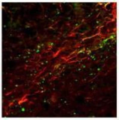 Immunocytochemistry/ Immunofluorescence: NK1R Antibody [NB300-101]