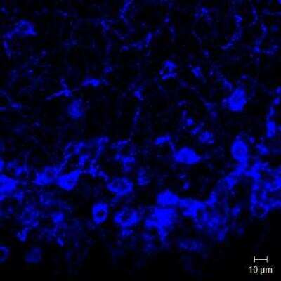 Immunohistochemistry: Neurokinin B Antibody - BSA Free [NB300-201]