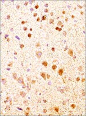 Immunohistochemistry-Paraffin: Neurokinin B Antibody - BSA Free [NB300-201]
