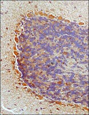 Immunohistochemistry-Paraffin: Neurokinin B Antibody - BSA Free [NB300-201]