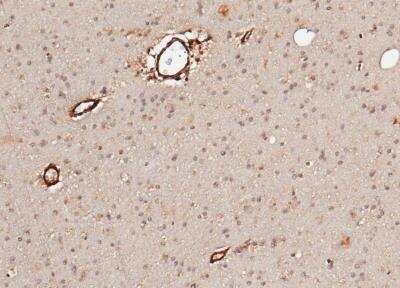 Immunohistochemistry-Paraffin: Neuroligin 1/NLGN1 Antibody (079) [NBP2-89932]