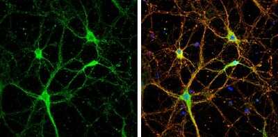 Immunocytochemistry/ Immunofluorescence: Neuroligin 1/NLGN1 Antibody [NBP3-13175]