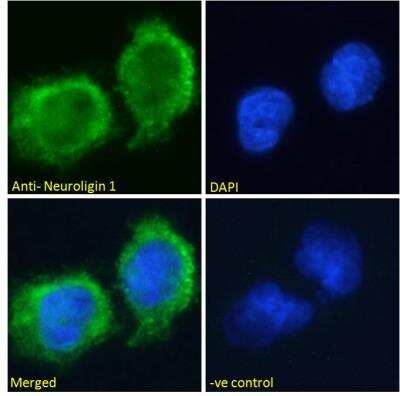 Immunofluorescence: Neuroligin 1/NLGN1 Antibody [NBP2-76348]