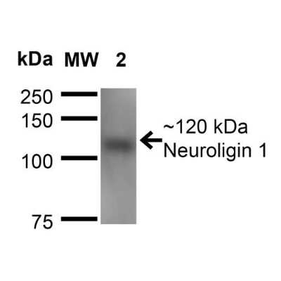 Western Blot: Neuroligin 1/NLGN1 Antibody (S97A-31) [NBP2-42192]