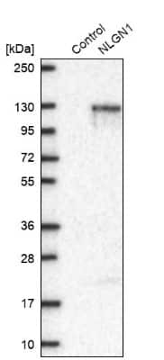 Western Blot: Neuroligin 1/NLGN1 Antibody [NBP1-87888]