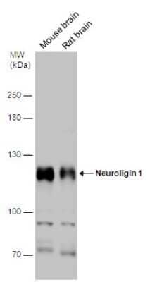 Western Blot: Neuroligin 1/NLGN1 Antibody [NBP3-13175]