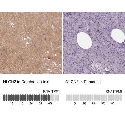 Immunohistochemistry-Paraffin: Neuroligin 2/NLGN2 Antibody [NBP2-49590]