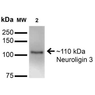 Western Blot: Neuroligin 3/NLGN3 Antibody (S110-29) [NBP2-42200]