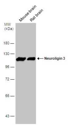 Western Blot: Neuroligin 3/NLGN3 Antibody [NBP3-12987]