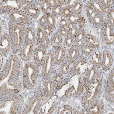 Immunohistochemistry-Paraffin: Neurolysin Antibody [NBP1-89198]
