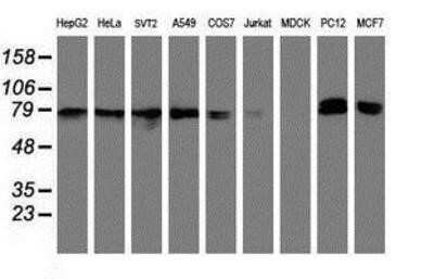 Western Blot: Neurolysin Antibody (OTI1D6)Azide and BSA Free [NBP2-72961]