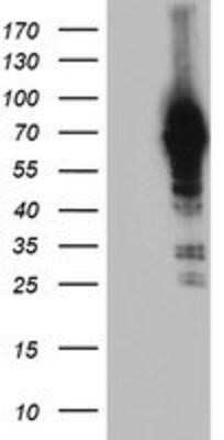 Western Blot: Neurolysin Antibody (OTI1D6)Azide and BSA Free [NBP2-72961]