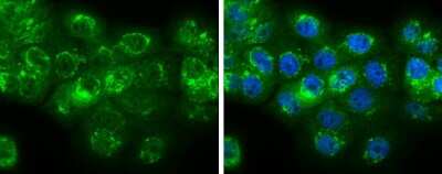 Immunocytochemistry/ Immunofluorescence: Neuromedin-U Antibody [NBP3-13020]